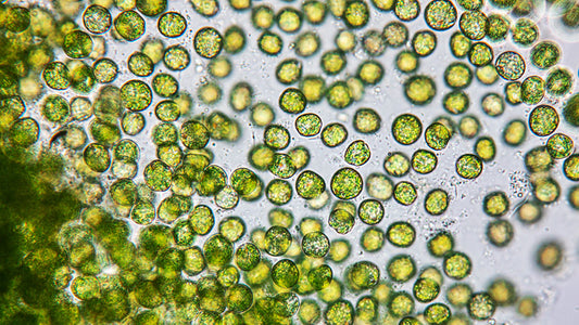 Algae in Aquaponics: A Guide to Prevention and Control