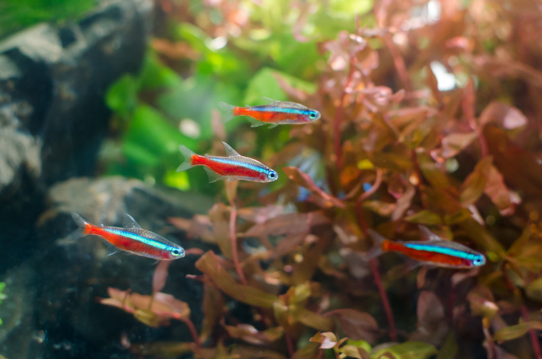 Aquaponics/Aquarium Cycling with Fish