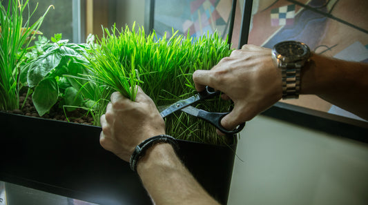 Best Plants for Aquaponics/Hydroponics: Maximizing Yield in Minimal Space