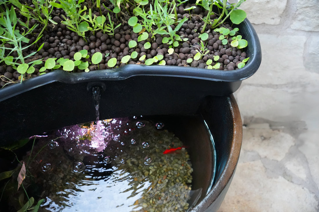 Why Your Aquaponics System's Size is the Secret to Success