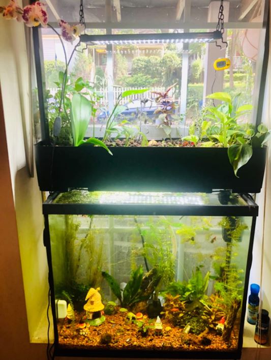 Difference Between Timer-Based and Siphon-Based Aquaponics Systems