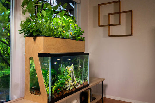 How to Save Money on Greens with an Aquarium Garden