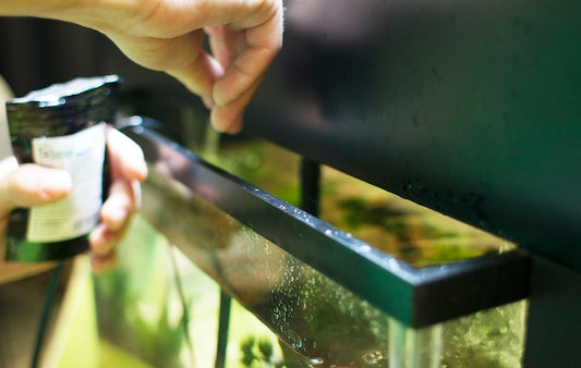 Fish Diseases in Aquaponics: Prevention and Treatment