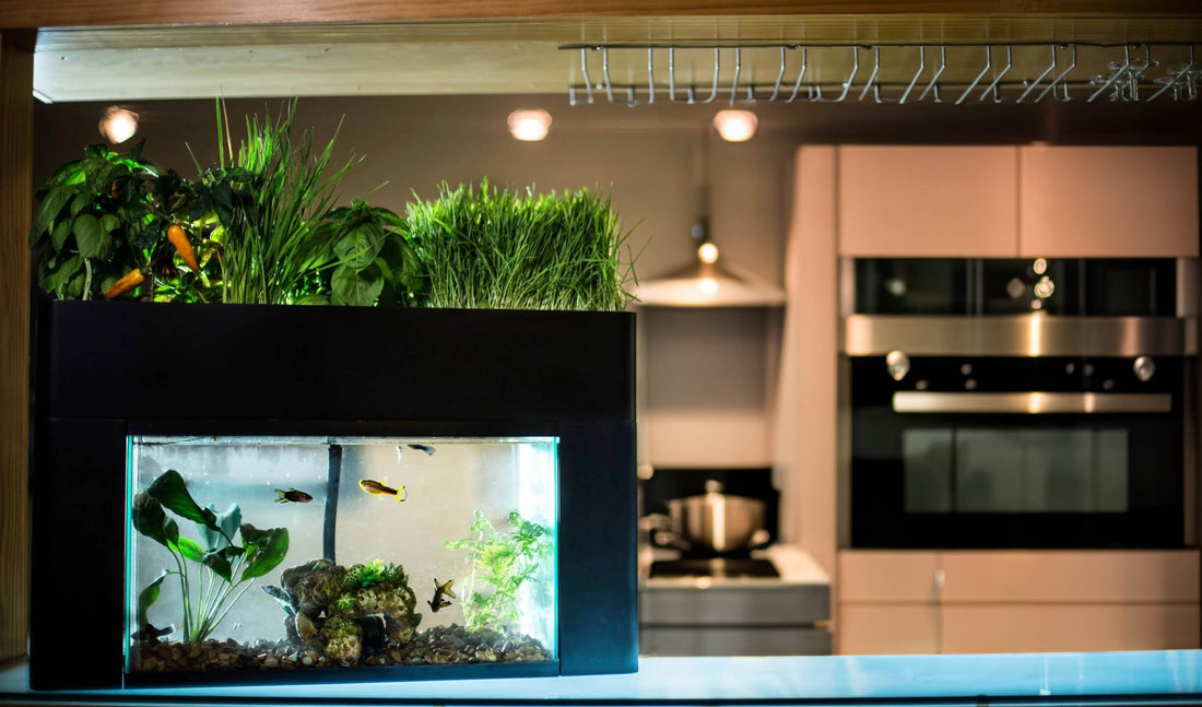 Fish For Your Aquaponic Garden