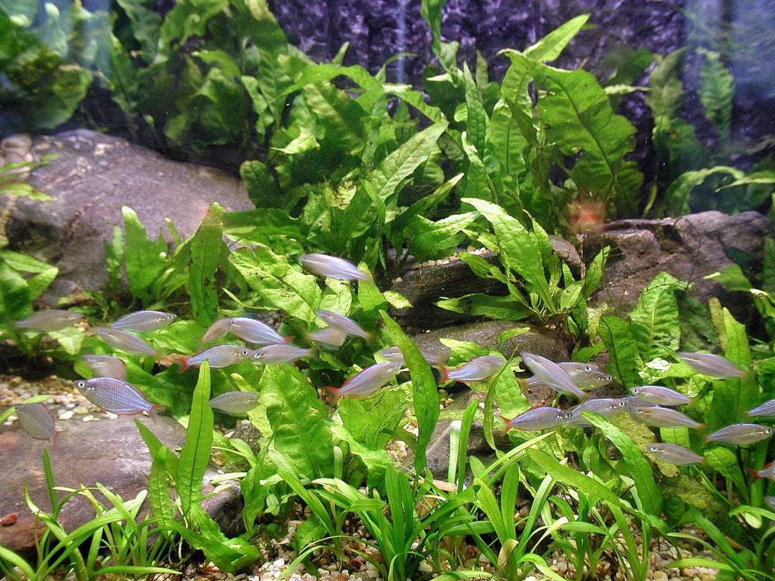 How many fish can you keep in a 29 Gal. Aquarium?