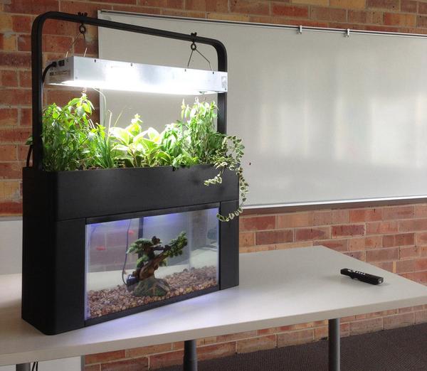 Aquaponics Low-Maintenance Guide