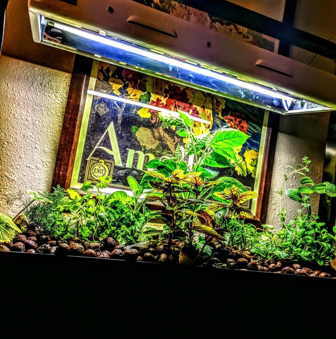 Companion Planting: Choosing the Right Plant Combos for Your Aquaponic Garden