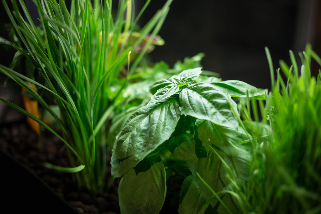 Aquaponics or Hydroponics?