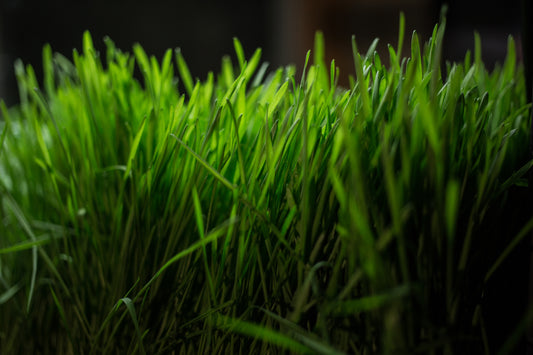 Grow this: Herbs for your Tea Garden