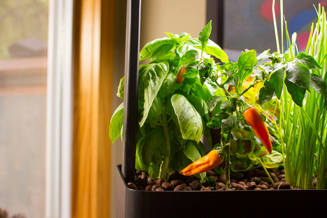 Sprouting and Starting Plants in Your Aquaponic Garden