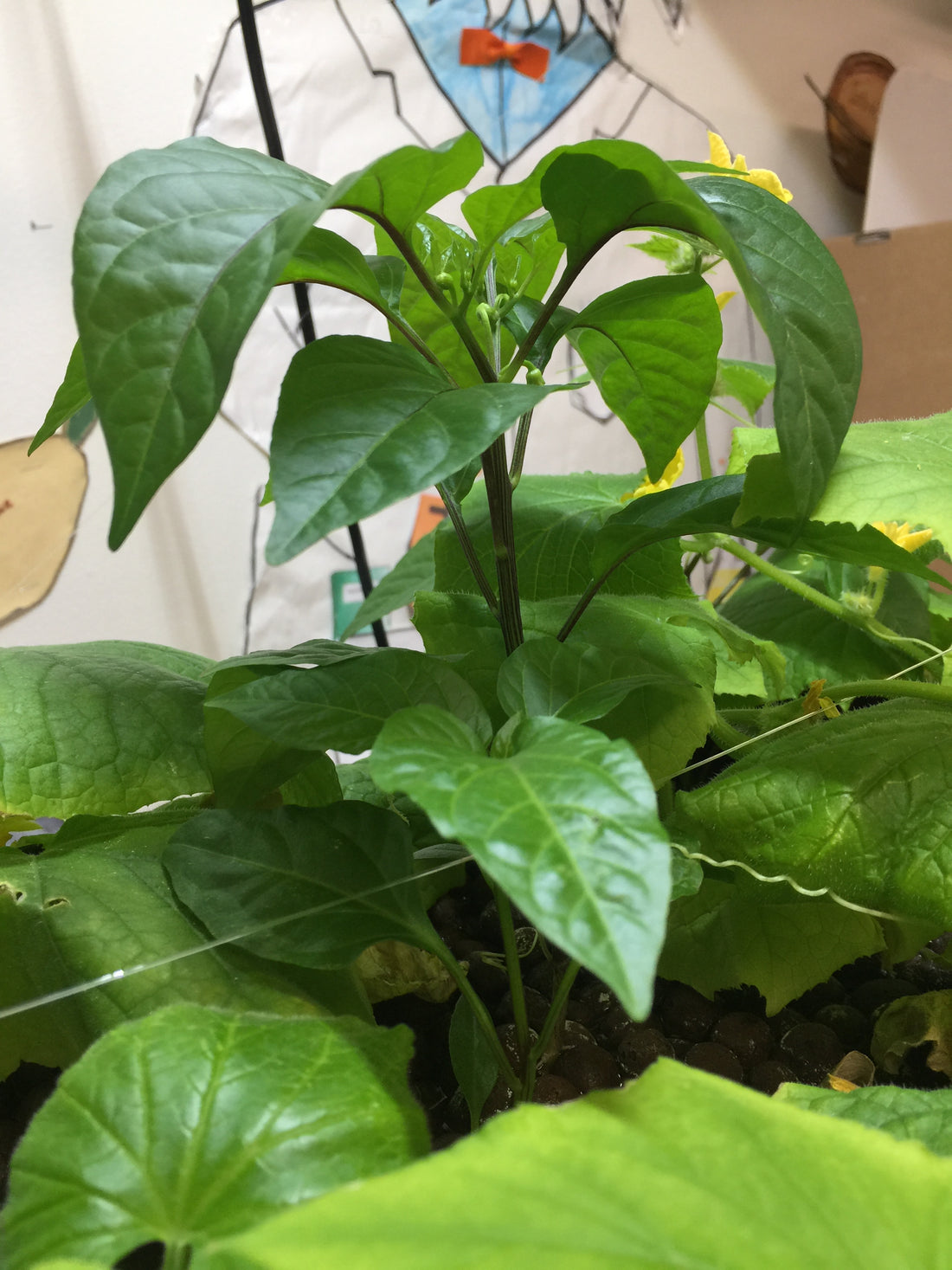 Are worms required in aquaponics?