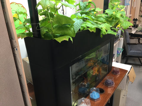 Power Gardening, Part 1: Exceeding Your Limits