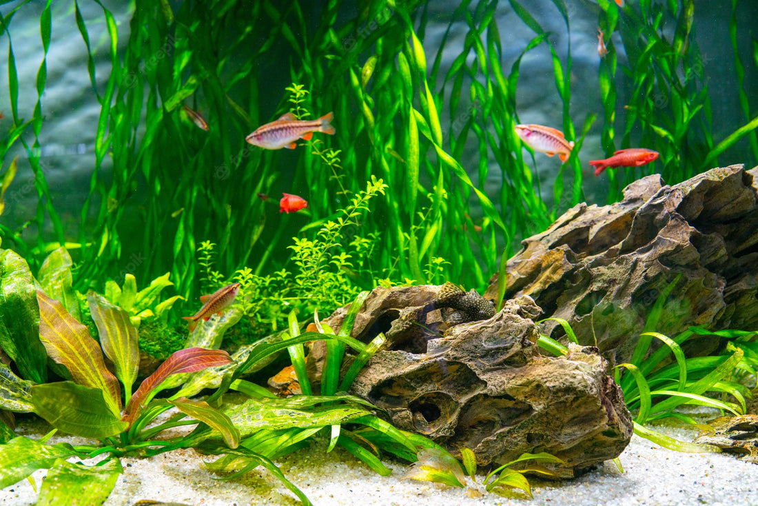 Homeschooling: Urban Farming At Home Is Easy With AquaSprouts!