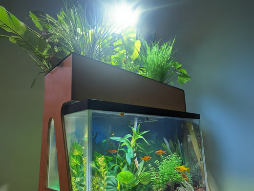 The Benefits of Using an AquaSprouts Garden vs. DIY Plant Baskets