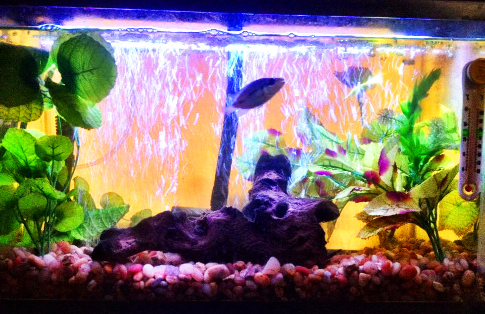 Aquaponics Water Testing