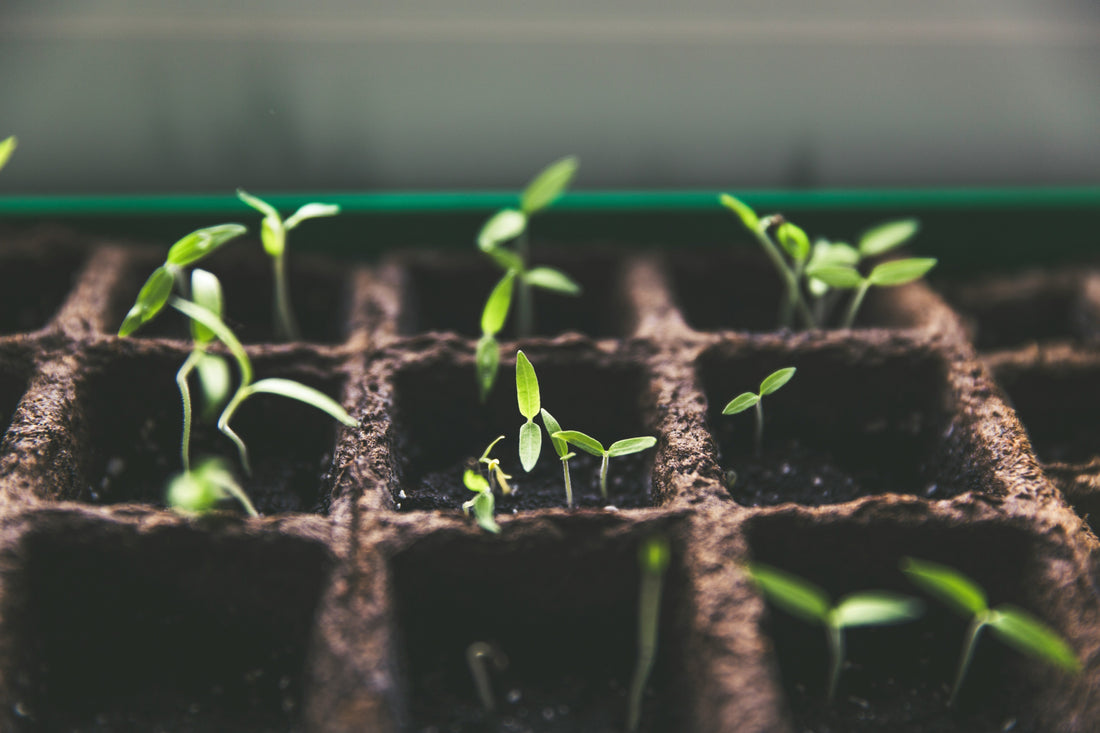 Innovative Aquaponics Technologies: Exploring Hydroponic Innovations and Aquaculture Advances