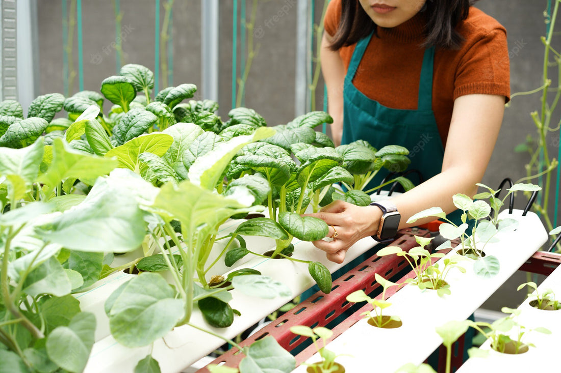Aquaponic Vegetable Gardens, Part 1