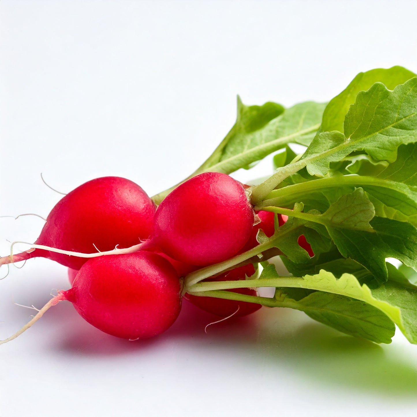 Radish Seeds - Cherry Belle