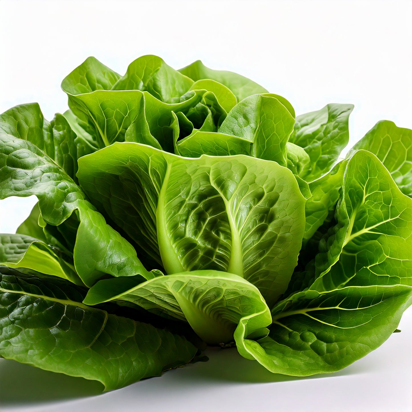 Romaine Lettuce Seeds