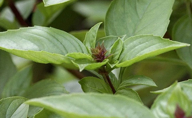 Thai Basil Seeds