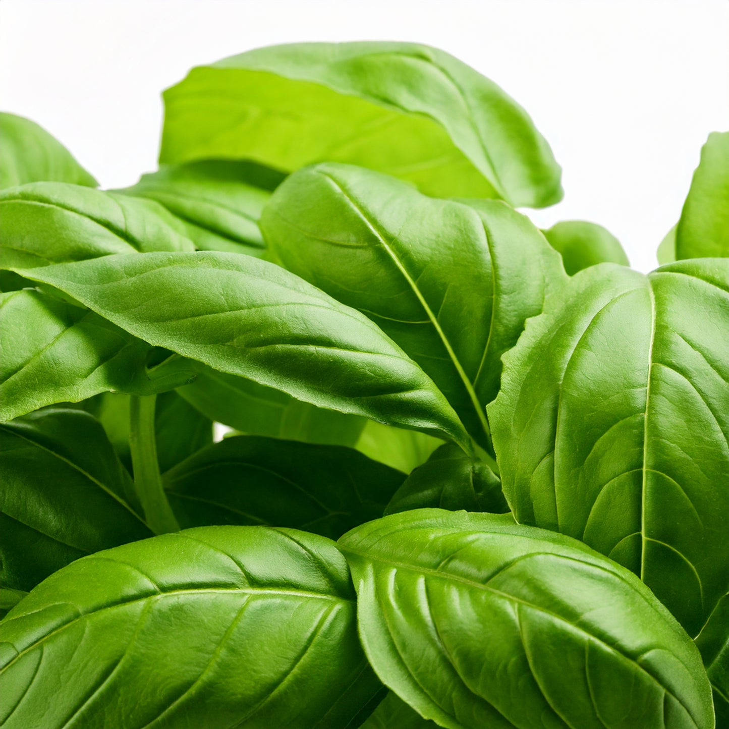 Sweet Basil Seeds