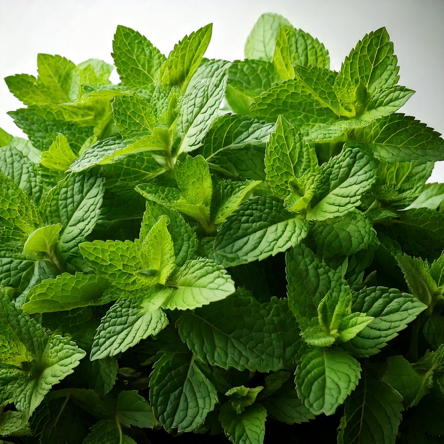Catnip Seeds