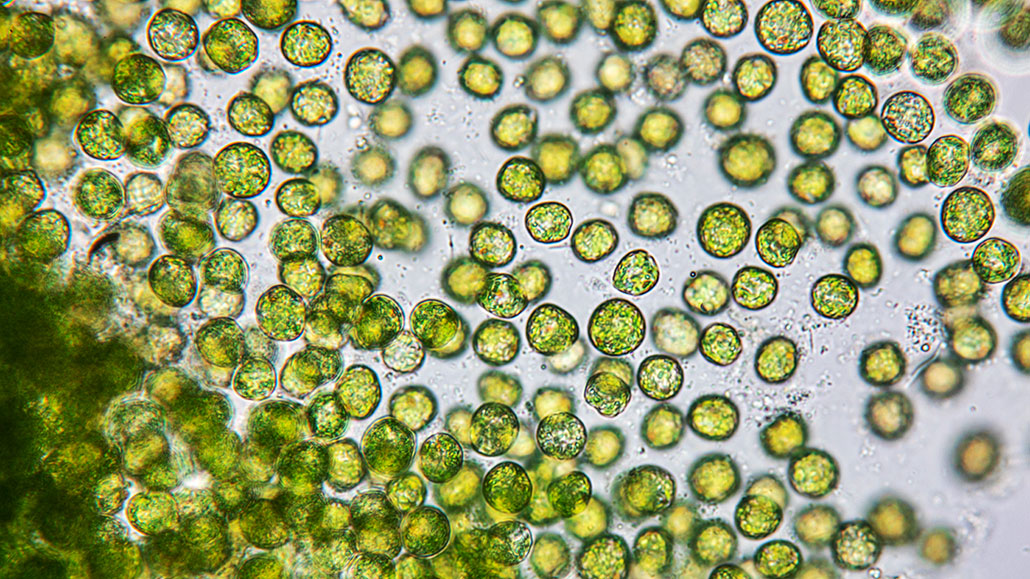Beautiful view of Recreational Uses Of Algae In Aquaponics