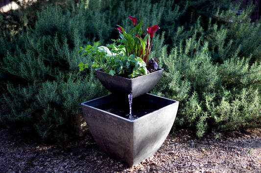 The Future of Food: How Aquaponics Is Revolutionizing Agriculture