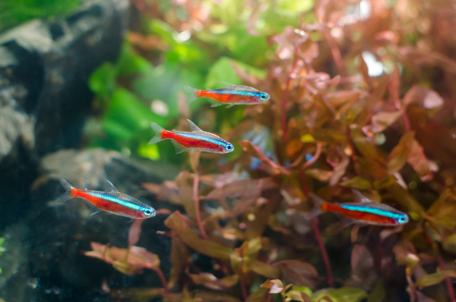 Aquarium Water Testing