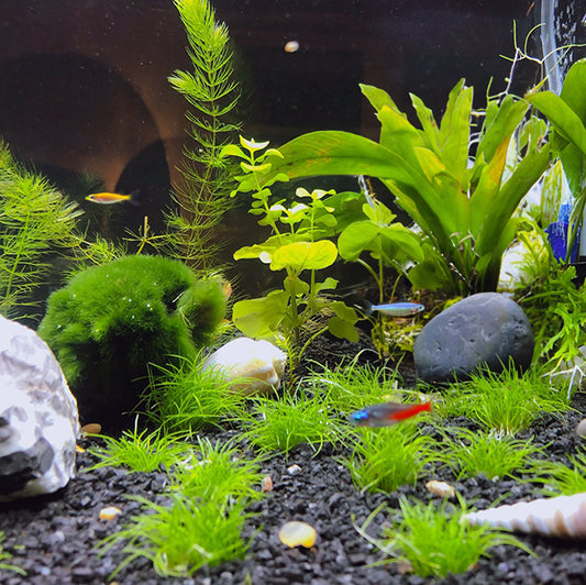Natural Ways to Treat Diseases in Aquariums and Aquaponics Gardens