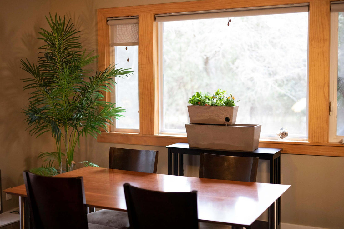Choosing the Right Plant Combos for Your Aquaponic Garden - Companion Planting