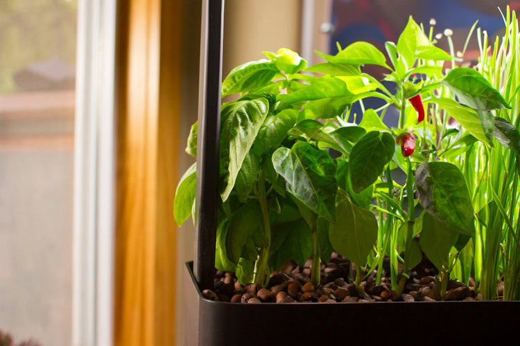 Unlocking the Power of Grants: Funding Your AquaSprouts Classroom Garden