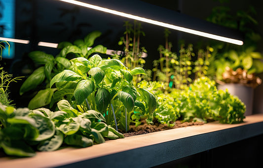 Top 10 Aquaponics Plants That Thrive Year-Round