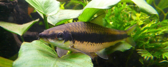 Aquarium Spotlight: Algae Eaters