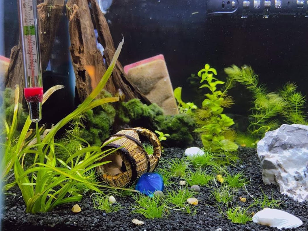 How to care for your aquarium during a power outage