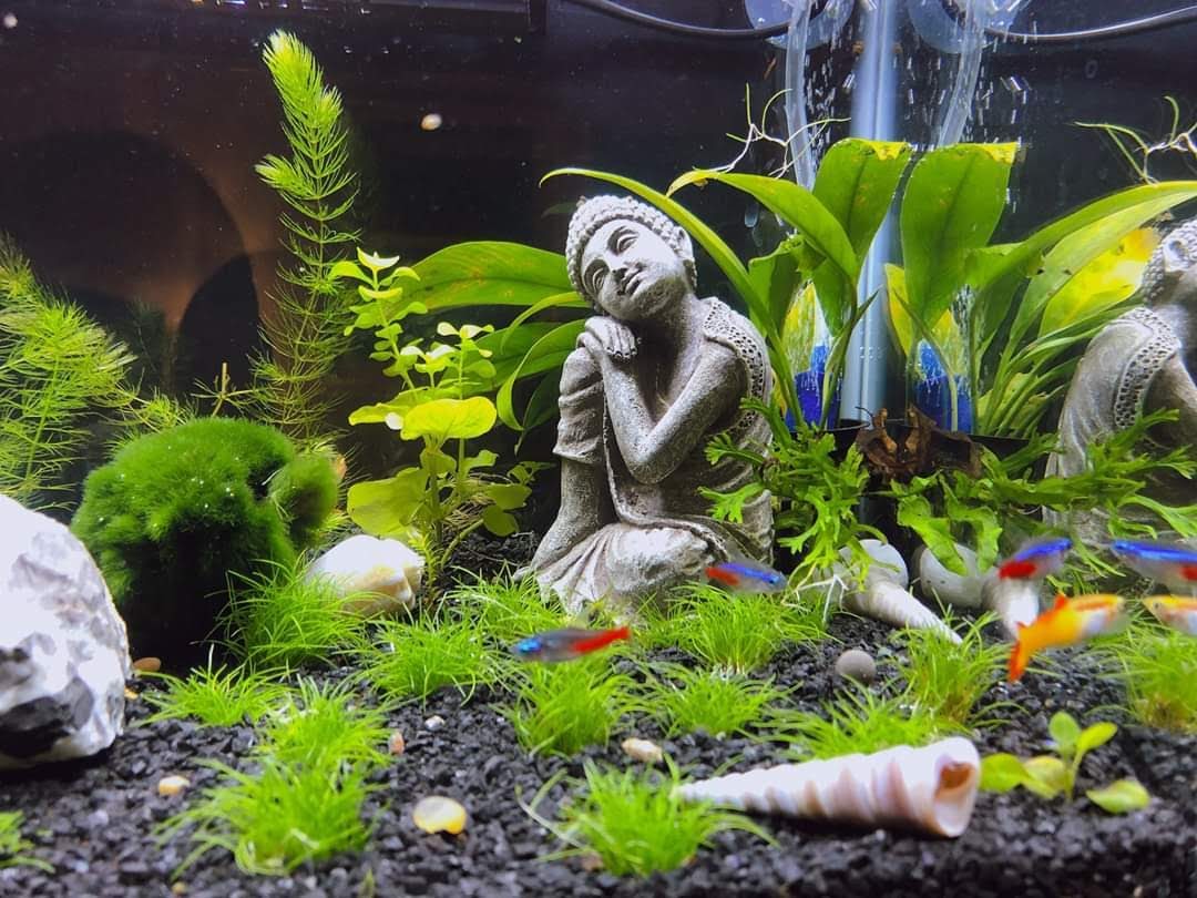 What aquarium fish don't need a water heater?