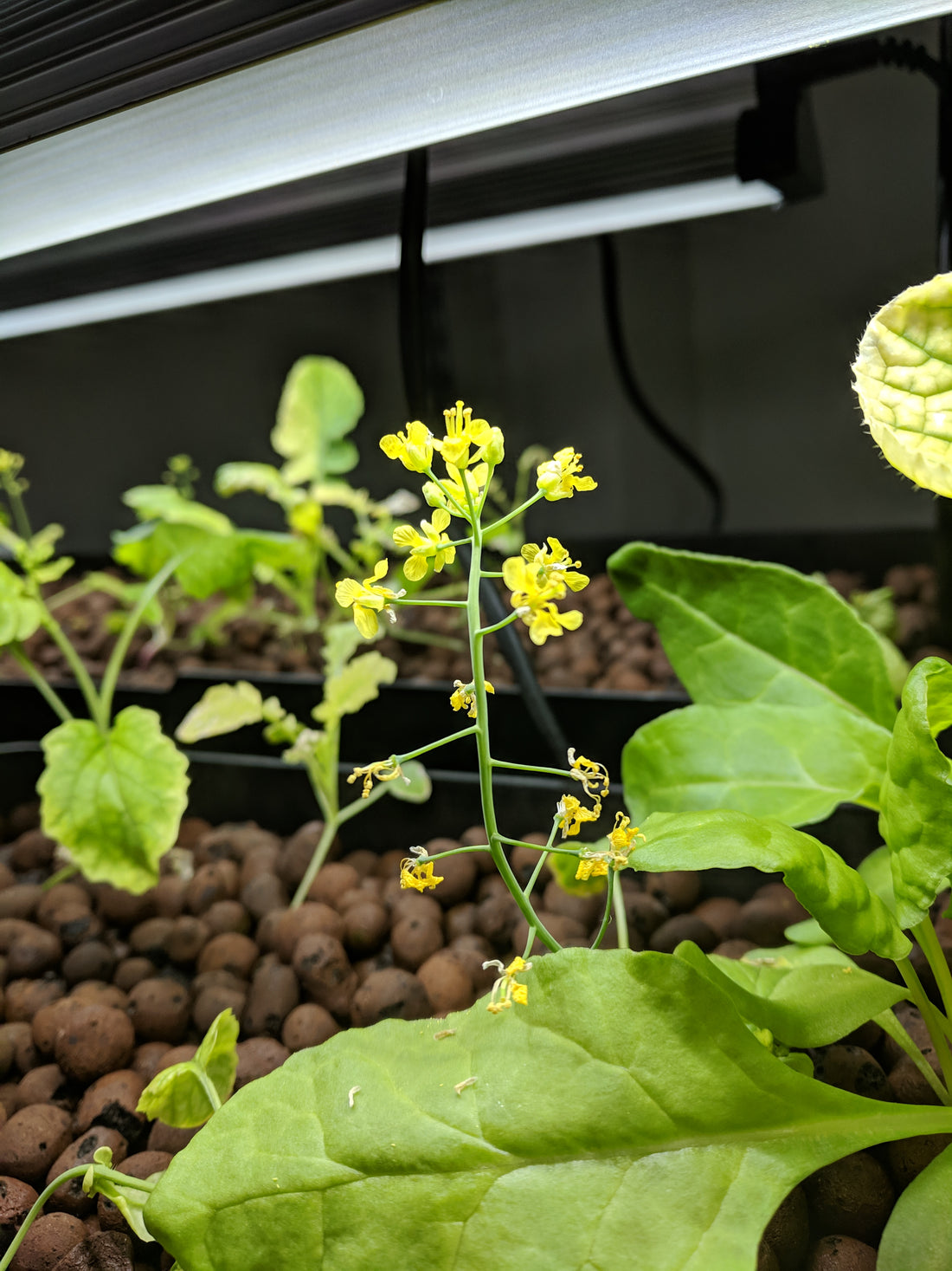 Unlock the Power of Aquaponics: Transforming Science Education with Fast Plants®