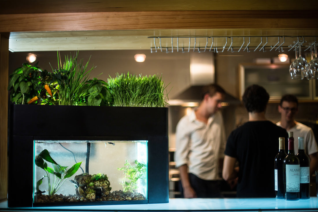 Aquarium/Aquaponics Fishless Cycling