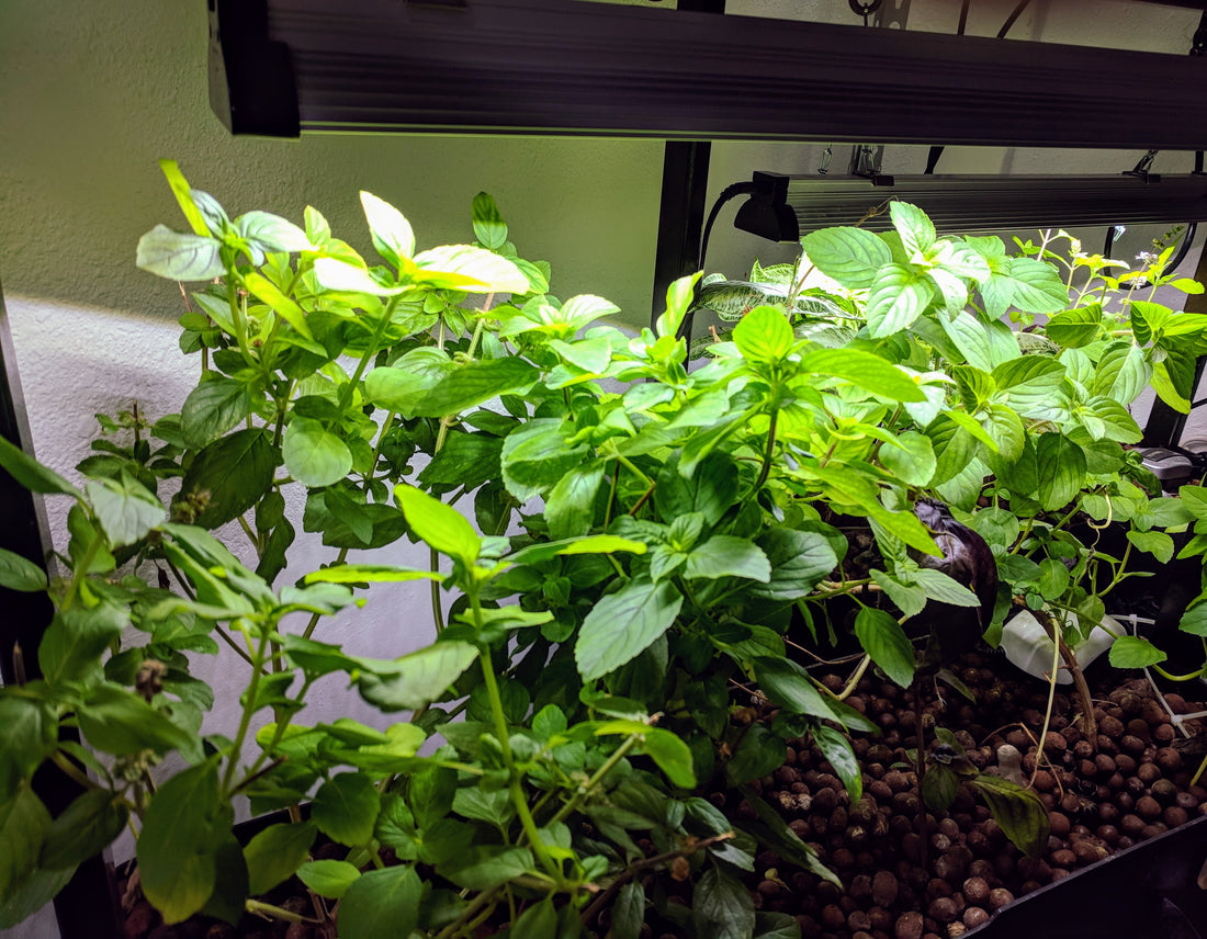 POWER GARDENING, Part 2: Light