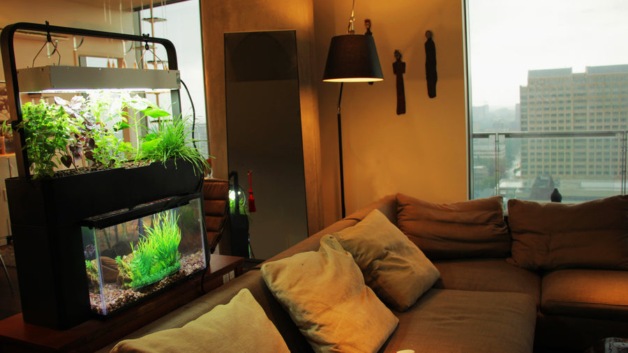 Aquaponic Gardens - A Decor Score