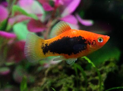 Favorite Fish Combos
