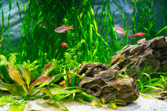Homeschooling: Urban Farming At Home Is Easy With  AquaSprouts!