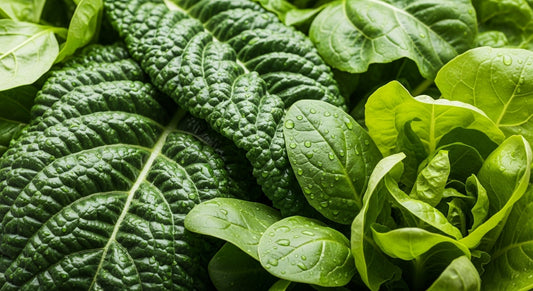 AquaSprouts vs. Traditional Gardening: Why This Eco-Friendly System is a Game Changer