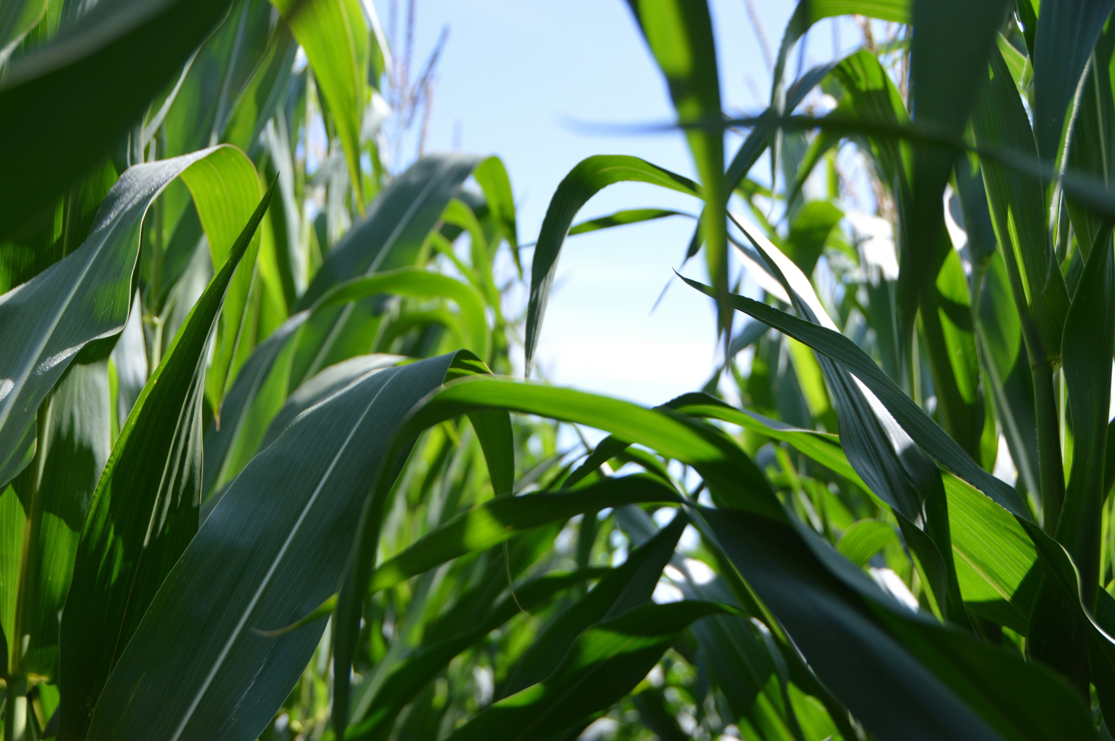 Solving Biology's Mysteries with Plants