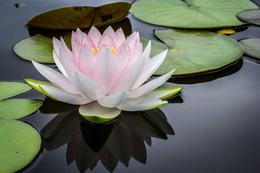 How Aquaponics Benefits Mental Health: A Journey to Wellness