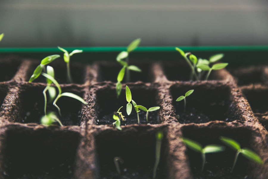 Innovative Aquaponics Technologies: Exploring Hydroponic Innovations and Aquaculture Advances