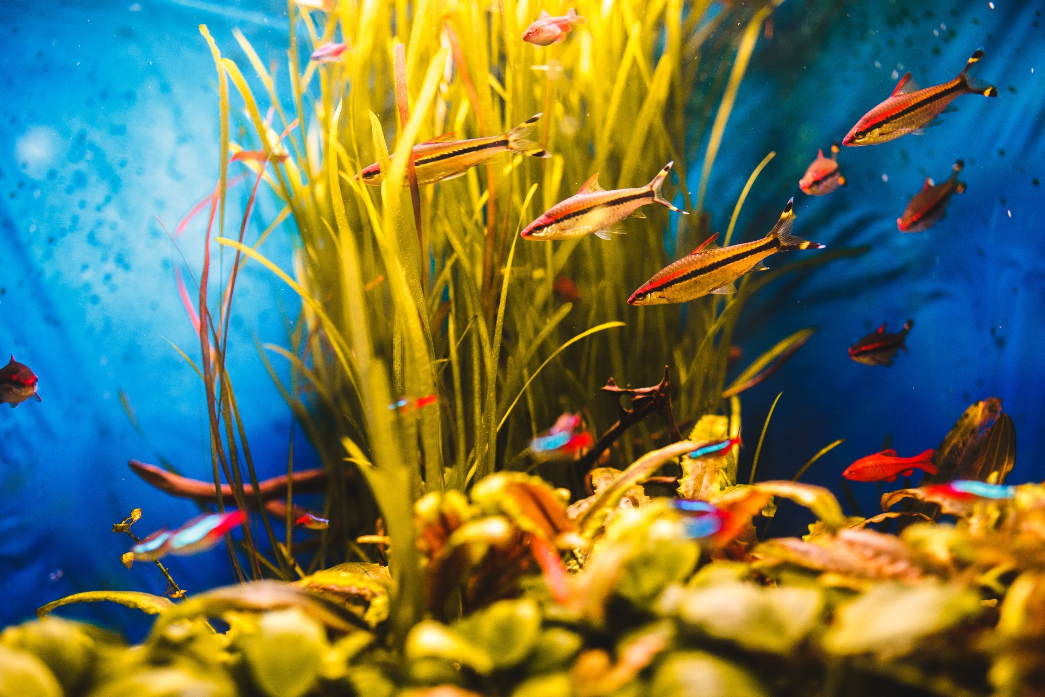 Investigating Fish Feeding Behaviors and Their Scientific Implications for Aquaponics