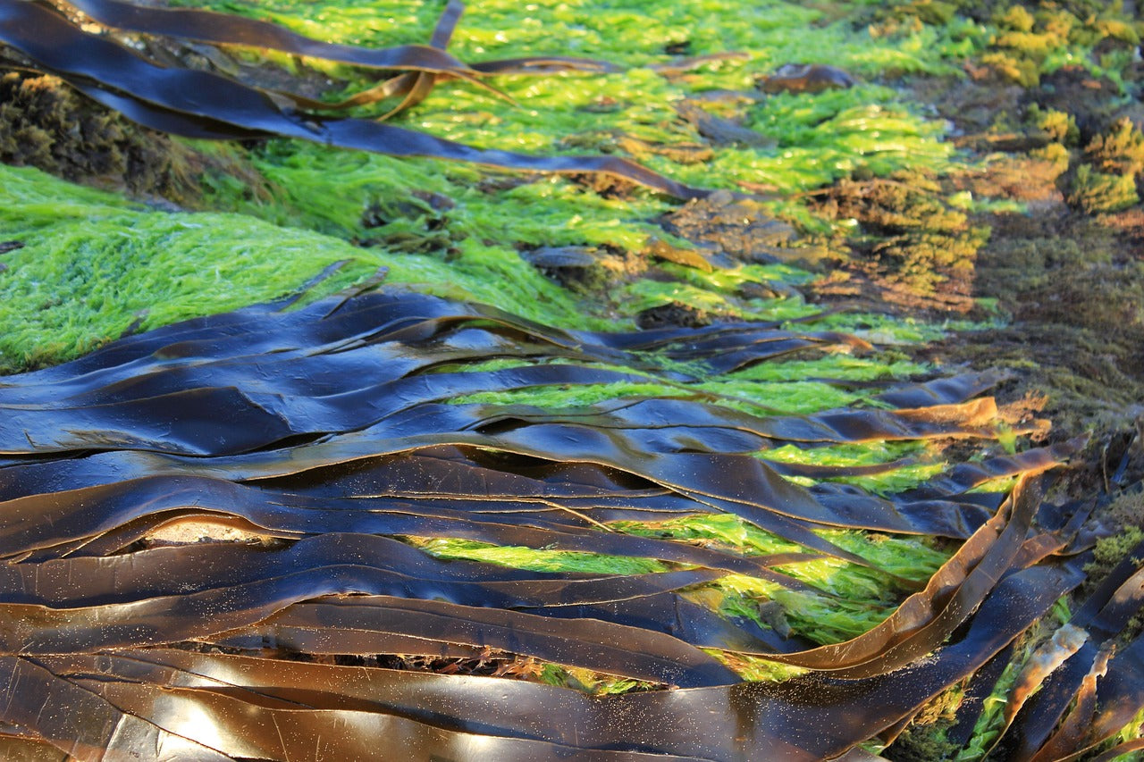 Connecting the Dots: Cyanobacteria's Role in Aquaponics Explained