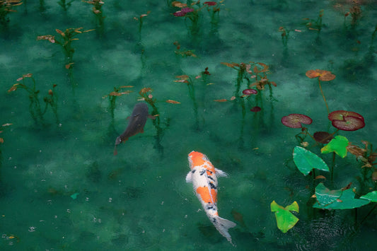 Vitamin C's Crucial Roles for Fish AND Plants in Aquaponics
