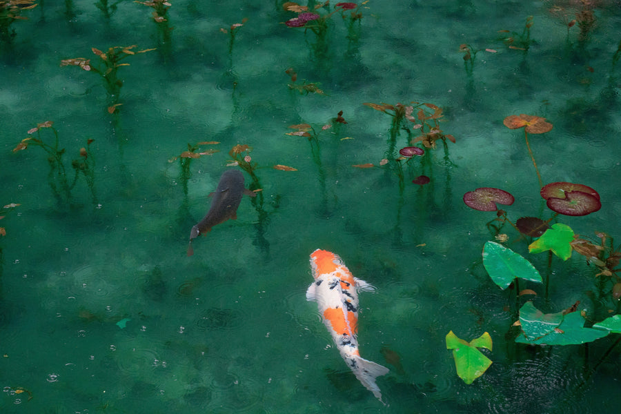 Vitamin C's Crucial Roles for Fish AND Plants in Aquaponics